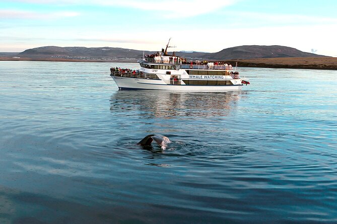 Whale-Watching Boat Tour with Expert Guide from Reykjavik - Deck Views, Indoor Comfort, and Boat Position