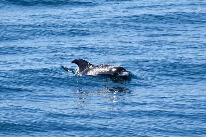 Whale-Watching Boat Tour with Expert Guide from Reykjavik - What the Journey Feels Like in Bad Weather