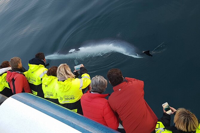 Whale-Watching Boat Tour with Expert Guide from Reykjavik - Price, Value, and the Try-Again Promise