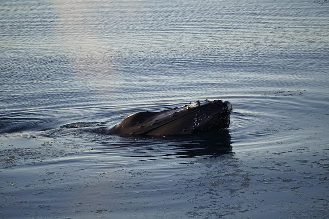Whale-Watching Boat Tour with Expert Guide from Reykjavik - Who Should Book This Trip