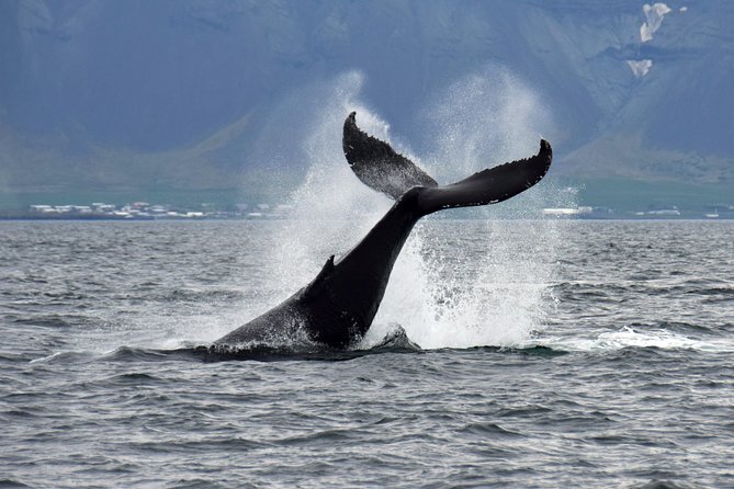 Whale-Watching Boat Tour with Expert Guide from Reykjavik - Should You Book the Reykjavik Whale-Watching Tour?