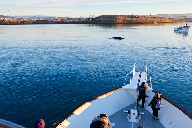 Whale Watching Cruise on a Yacht in Reykjavik - Leaving Reykjavik’s Old Harbour