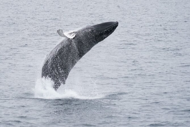 Whale Watching Cruise on a Yacht in Reykjavik - How the whale search works