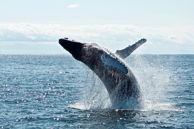 Whale Watching Cruise on a Yacht in Reykjavik - The yacht, viewing decks, and warm cabin