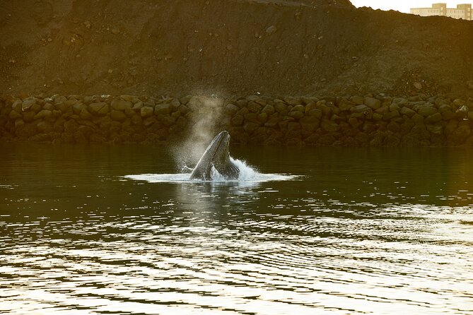 Whale Watching Cruise on a Yacht in Reykjavik - Choosing your date and preparing well