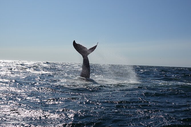 Whale Watching Cruise on a Yacht in Reykjavik - Sailing past Harpa and Reykjavik’s coast