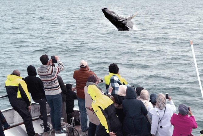 Whale Watching & Dolphin Yacht Cruise - Finding whales, dolphins, and puffins