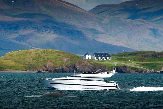 Whale Watching & Dolphin Yacht Cruise - The yacht’s decks, cabins, and bar