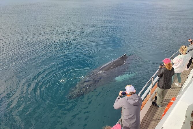 Whale Watching & Dolphin Yacht Cruise - Getting photos without losing the moment