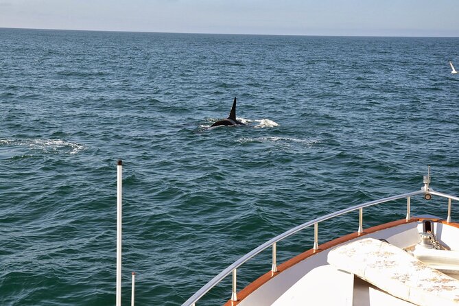 Whale Watching & Dolphin Yacht Cruise - The value of the $108.61 price