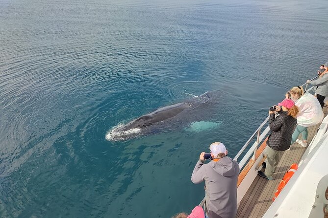 Whale Watching & Dolphin Yacht Cruise - Who will enjoy this cruise most