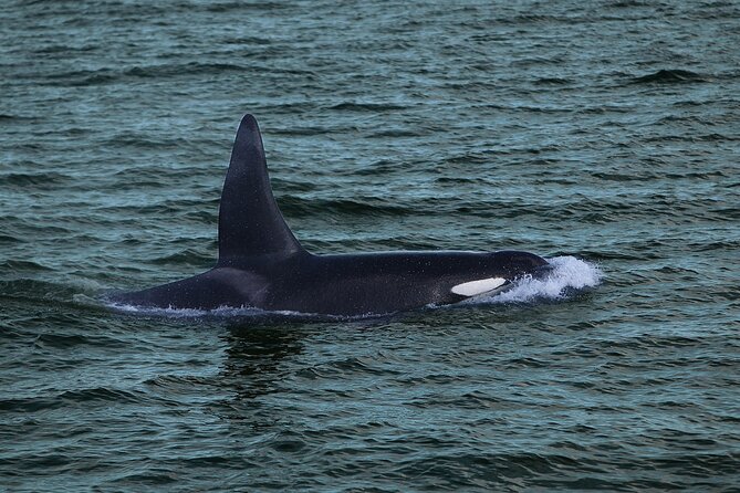 Whale Watching & Dolphin Yacht Cruise - Book it for the bay, not a guaranteed performance