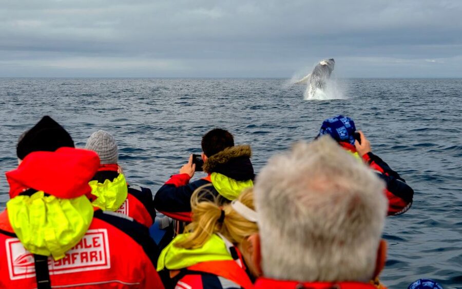 Whale Watching in Reykjavik by Speedboat - My take: book it for the ride as much as the whales