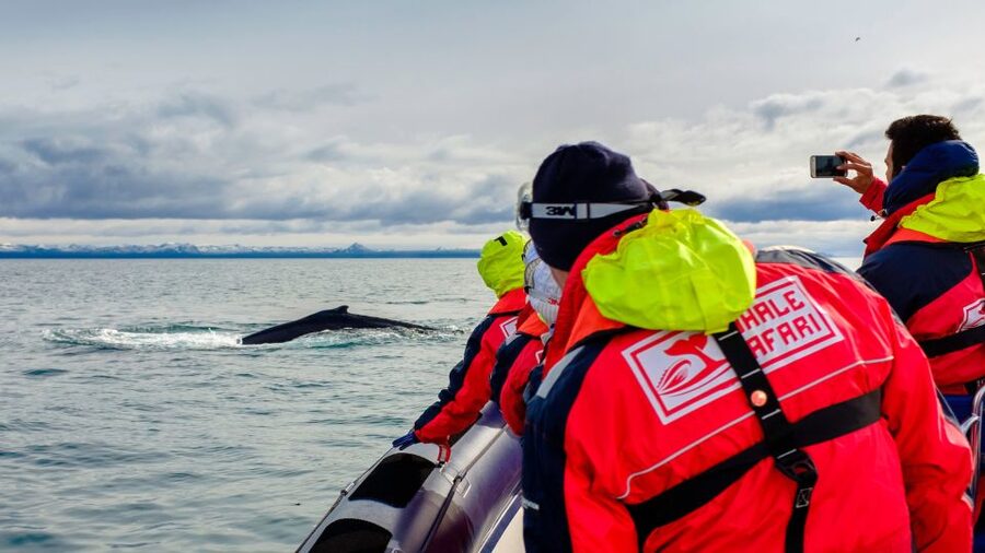 Whale Watching in Reykjavik by Speedboat - A speedy start from Reykjavik Old Harbour