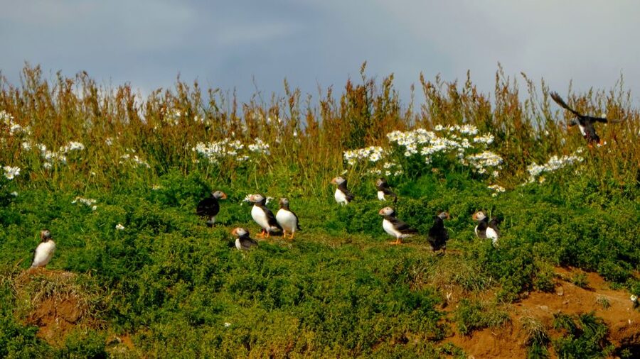Whale Watching in Reykjavik by Speedboat - Puffin stops from May through August