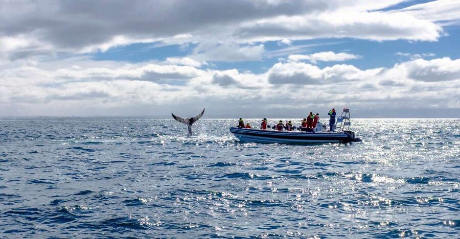 Whale Watching in Reykjavik by Speedboat - Returning past the Sun Voyager and Harpa