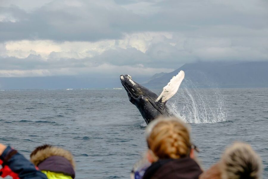 Whale Watching in Reykjavik by Speedboat - How much wildlife can you expect?