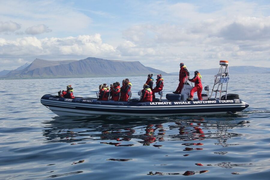 Whale Watching in Reykjavik by Speedboat - Is the $200 price worth it?