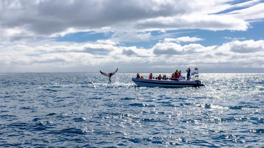 Whale Watching in Reykjavik by Speedboat - Who should choose this RIB tour?