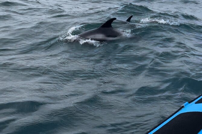 Whale Watching - RIB Boat Adventure in Kopavogur, Iceland - Returning along Skerjafjörður and Fossvogur