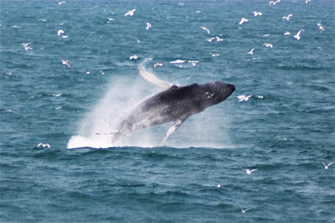 Whale Watching Tour with Professional Guide from Reykjavik - Key things to know before you sail