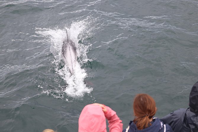 Whale Watching Tour with Professional Guide from Reykjavik - Sailing out from Reykjavík’s Old Harbour