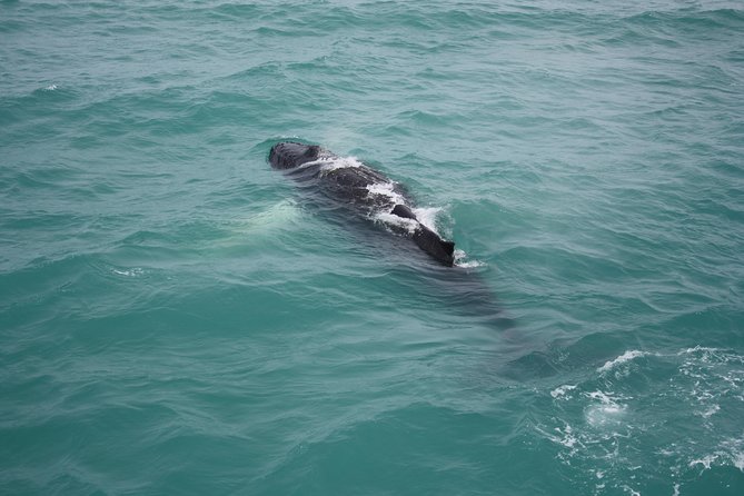 Whale Watching Tour with Professional Guide from Reykjavik - Indoor comfort, outdoor viewing, and the Icelandic cold