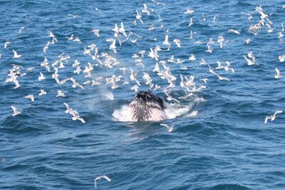 Whale Watching Tour with Professional Guide from Reykjavik