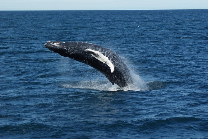Whale Watching Tour with Professional Guide from Reykjavik - The views are worth watching even without whales