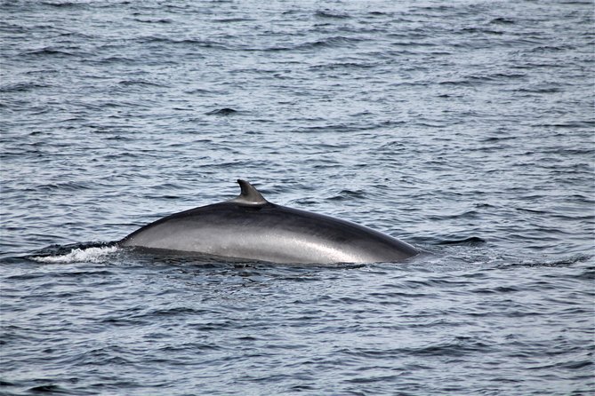 Whale Watching Tour with Professional Guide from Reykjavik - Cameras, photos, and realistic expectations
