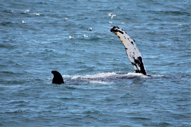 Whale Watching Tour with Professional Guide from Reykjavik - Is $97 good value?