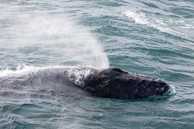 Whale Watching Tour with Professional Guide from Reykjavik - Who should book this whale watch?