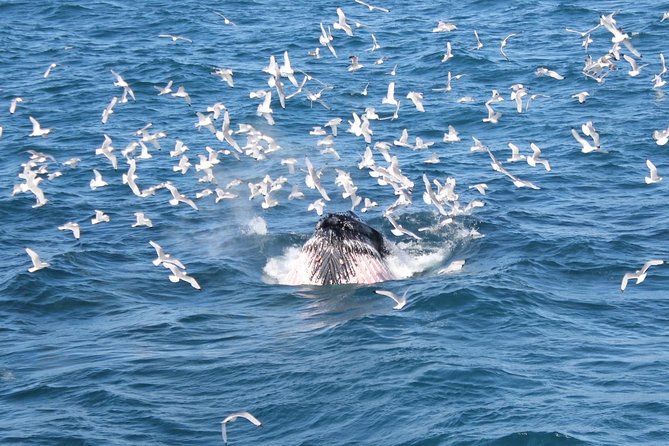 Whale Watching Tour with Professional Guide from Reykjavik - Faxaflói Bay and the search for whales