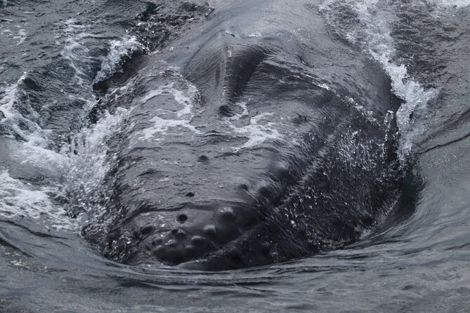 Whale Wonders Morning Expedition from Reykjavík - Searching Faxaflói Bay for whales and dolphins
