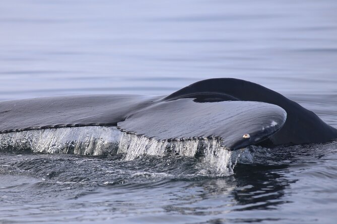 Whale Wonders Morning Expedition from Reykjavík - Finding the best place to watch