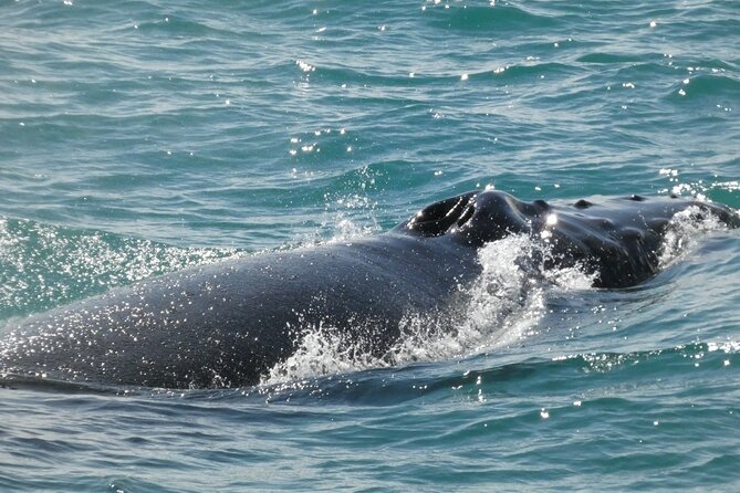 Whale Wonders Morning Expedition from Reykjavík - The guide’s role during a sighting