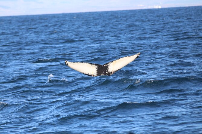 Whale Wonders Morning Expedition from Reykjavík - Is $97 a fair price?