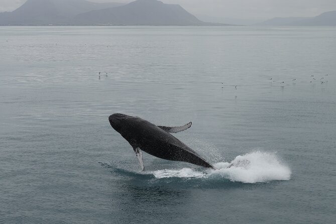 Whale Wonders Morning Expedition from Reykjavík - Weather, cancellations, and planning around the cruise