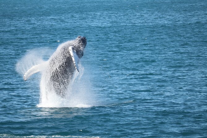 Whale Wonders Morning Expedition from Reykjavík - What the boat feels like in Icelandic weather