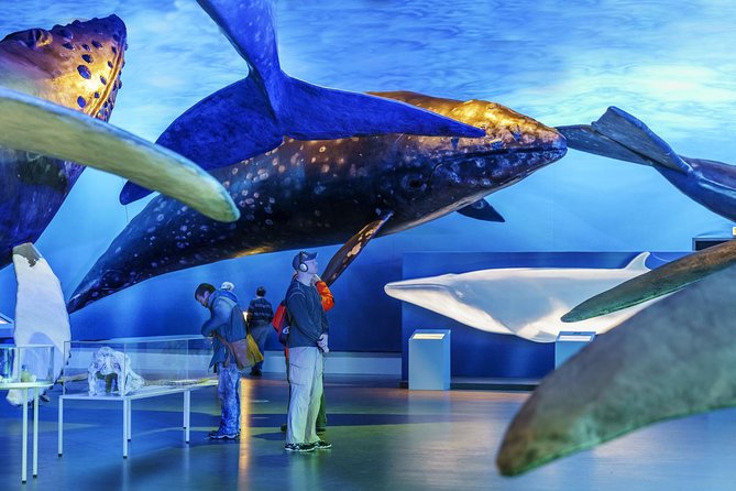 Whales Of Iceland Admission Ticket - Joining the English guided tour