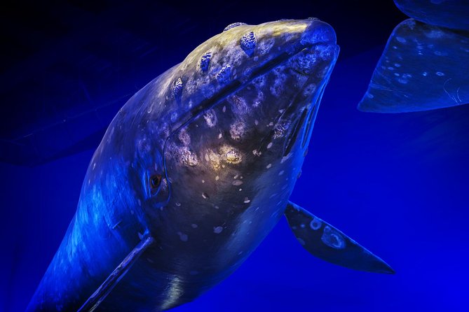 Whales Of Iceland Admission Ticket - Is the $34.84 admission good value?