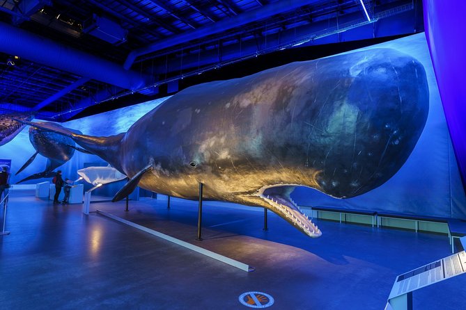 Whales Of Iceland Admission Ticket - Seeing 23 Icelandic whale species at full size