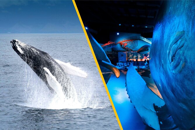 Whales of Iceland from Land and Sea - What you see on Faxaflói Bay
