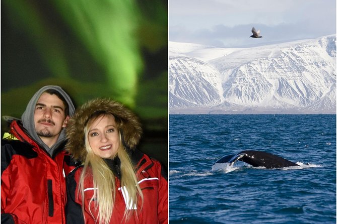 Winter Whale Watching and Northern Lights Cruise from Reykjavik - Two Iceland highlights from one Reykjavik harbor