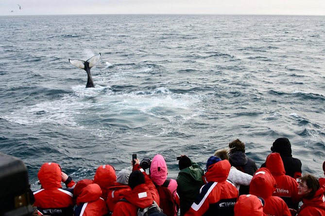 Winter Whale Watching and Northern Lights Cruise from Reykjavik - The evening search for northern lights