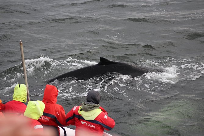 Winter Whale Watching and Northern Lights Cruise from Reykjavik - Warm overalls, blankets, and the boat setup