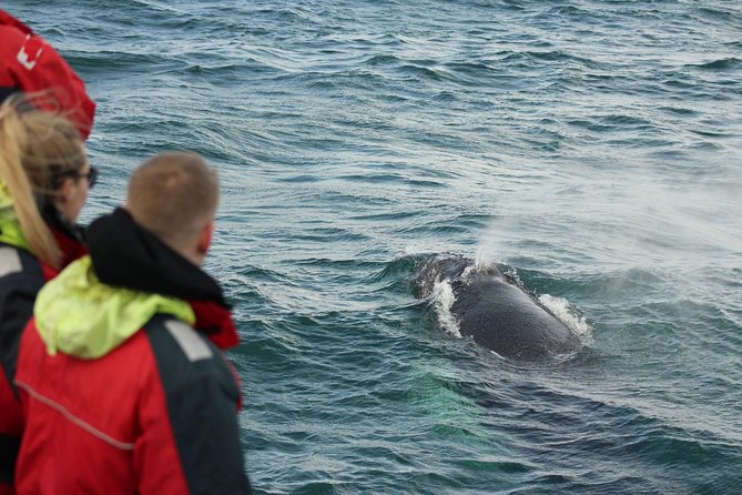 Winter Whale Watching and Northern Lights Cruise from Reykjavik - Timing, transport, and group size